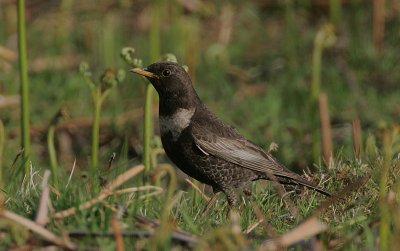 Ring Ouzel female