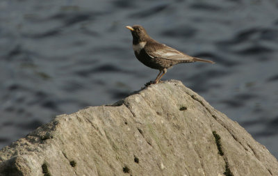 Ring Ouzel female