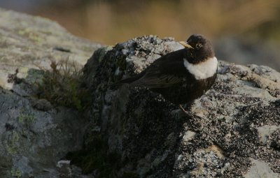 Ring Ouzel male