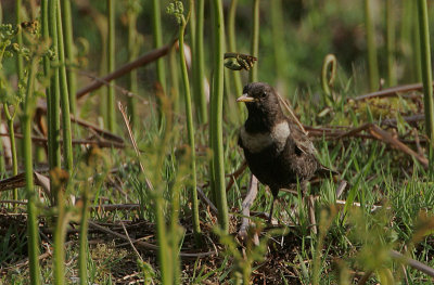 Ring Ouzel female