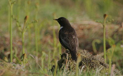 Ring Ouzel male