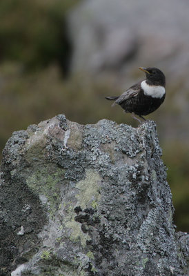 Ring Ouzel male