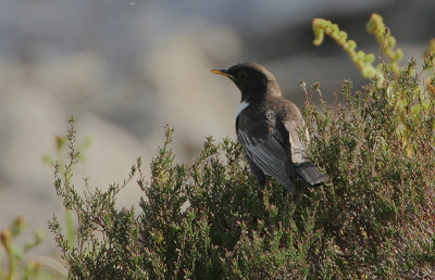 Ring Ouzel male