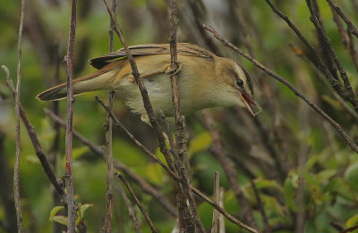 Sedge Warbler