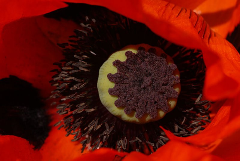 Ornamental Poppy.