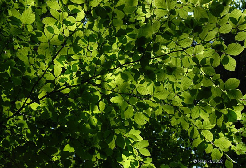 Backlit Beech leaves.