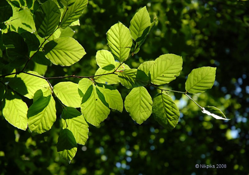 Beech leaves.