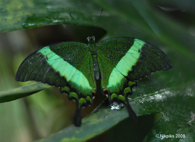 Green-banded Swallowtail.jpg