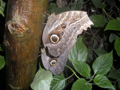 Owl Butterflies.jpg