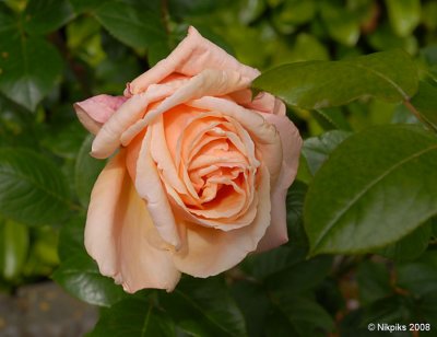 Irish Rose.