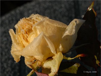 Frozen Rose.