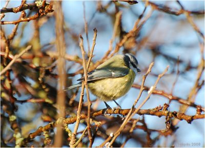 Bluetit 2.