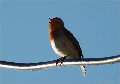 Robin singing.