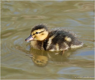 Duckling, a sign of Spring