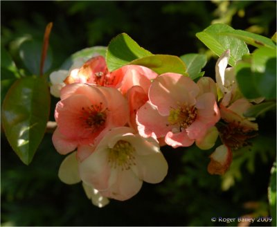 Quince Blossom. - from our garden
