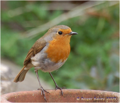 European Robin.