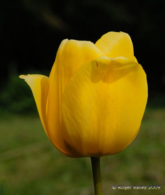 Yellow Tulip.