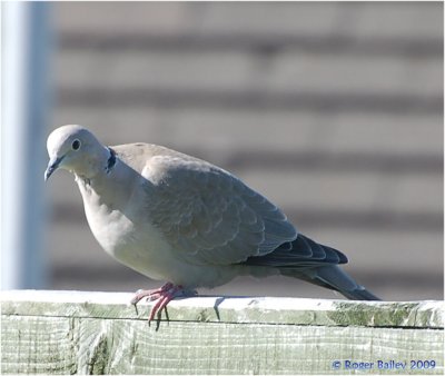 Collared Dove.