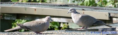 Two Collared  Doves.