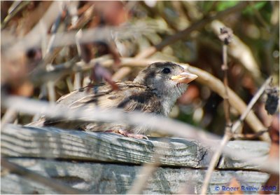 A young sparrow who thought it was hiding.
