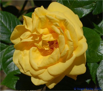 Yellow Rose.
