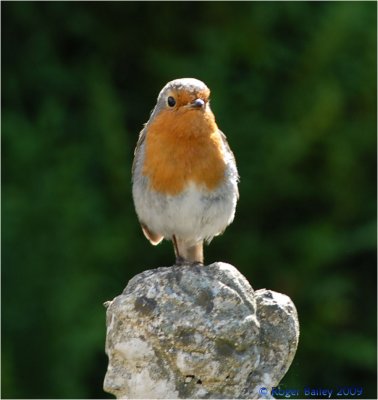 Robin on statue.