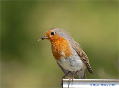 Robin with meal.