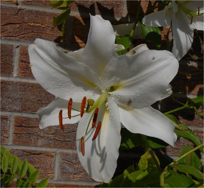 Day Lily - White.