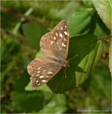 Speckled Wood.