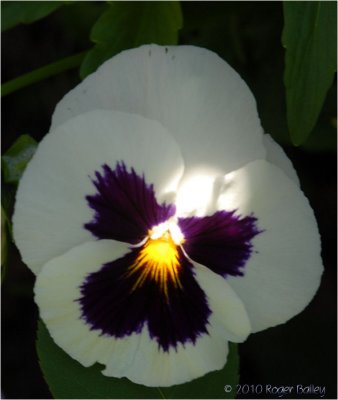 Pansy in a spot of sun.