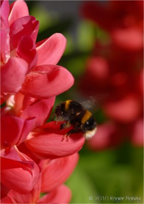 Busy bee on Lupin.