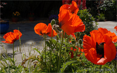 Backlit Poppies.