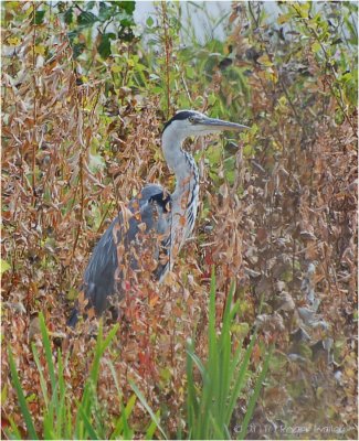 Blue Heron.