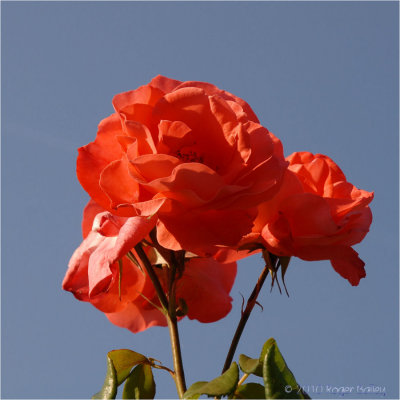 Red rose and blue sky.