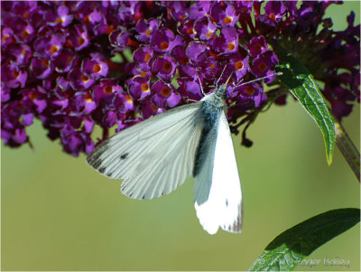 Small white butterfly also known as the cabbage white.