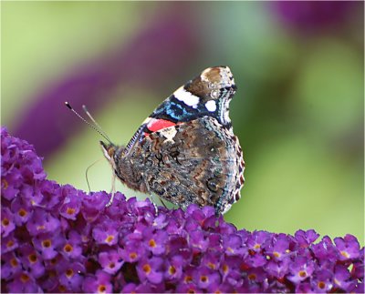 Red Admiral.