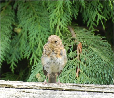 Juvenile Robin.