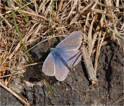 Small Blue.