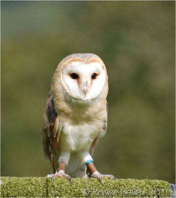 Barn Owl.