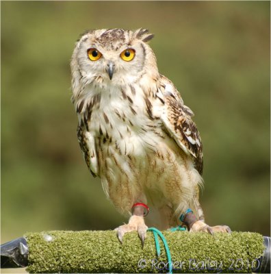 Eagle Owl 2.