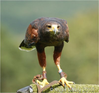 Henry the Harris Hawk.