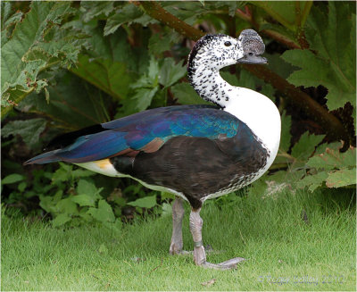 Comb Duck.