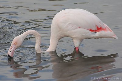 Flamingo.