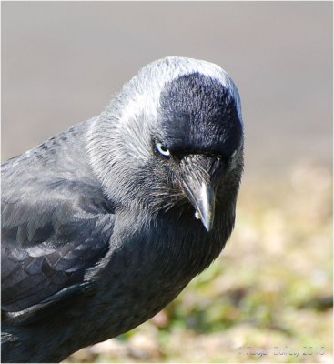 Jackdaw.