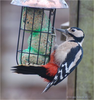 Great-spotted Woodpecker - female.jpg