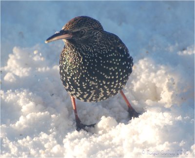 Starling.