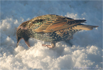 Greedy Starling.