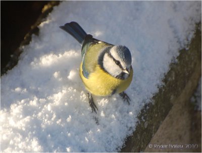 Blue Tit in the snow.