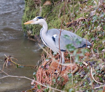 Blue Heron.