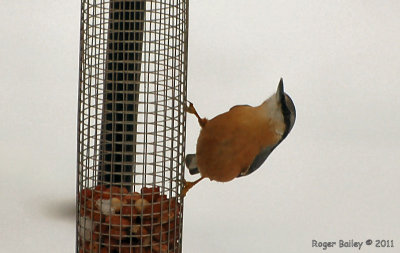 Nuthatch.